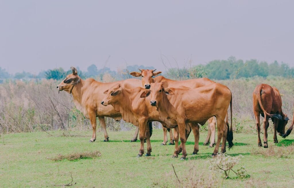 tata cara menyembelih hewan qurban